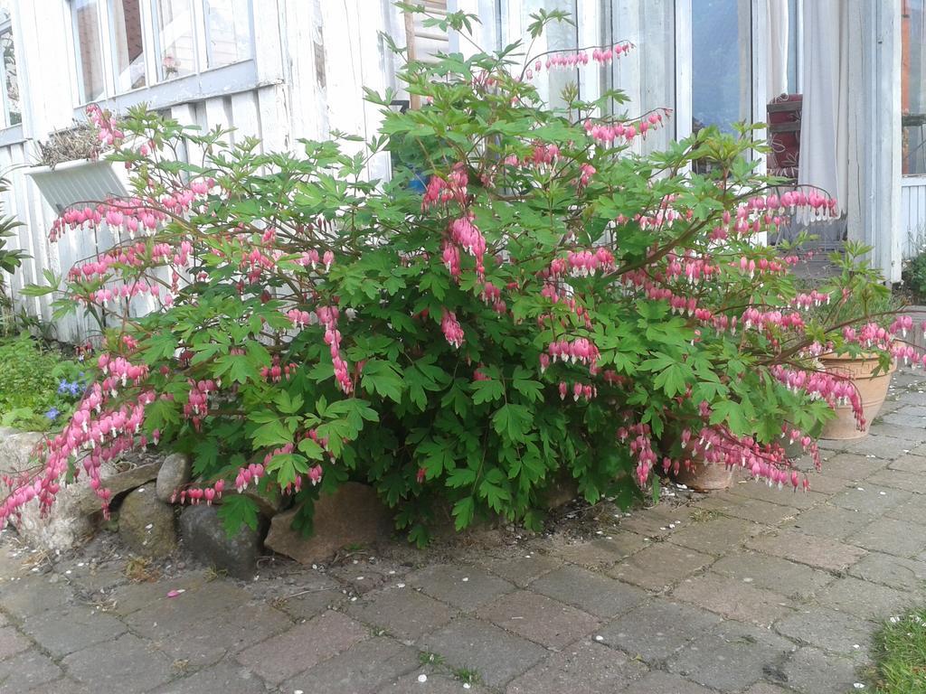 Belvedere B&B Svendborg község Kültér fotó